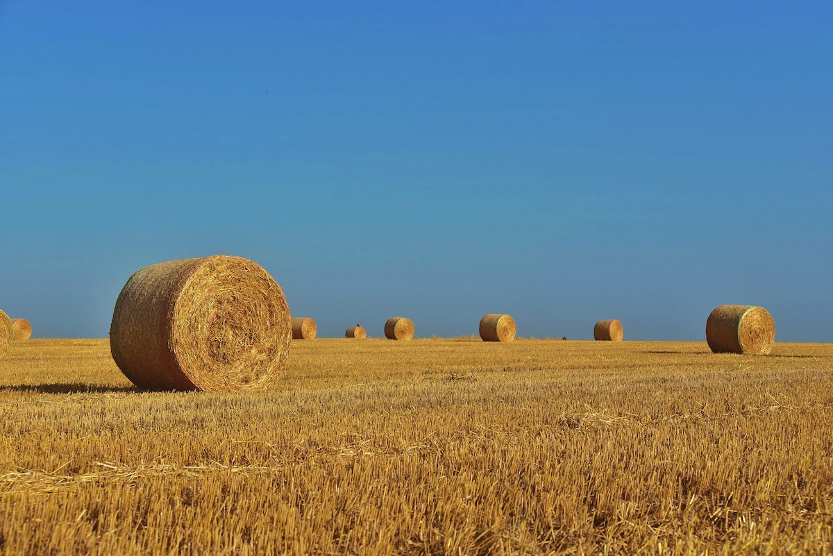 Hay bales in a field under a clear blue sky